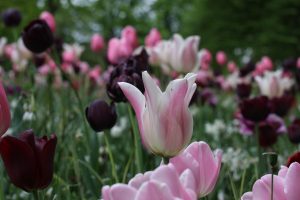 bloemen verblijf Noordwijk