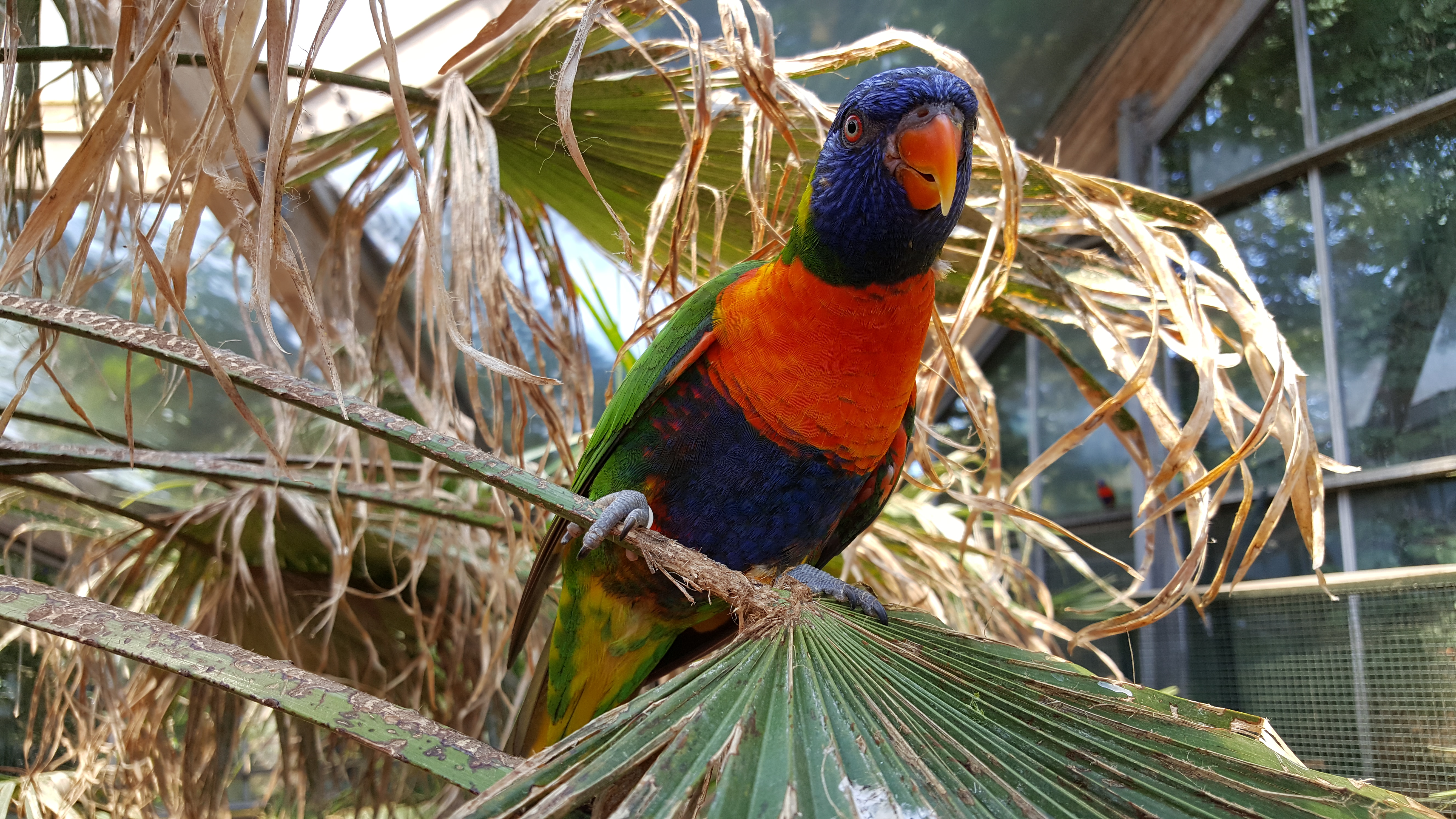 avifauna avifauna