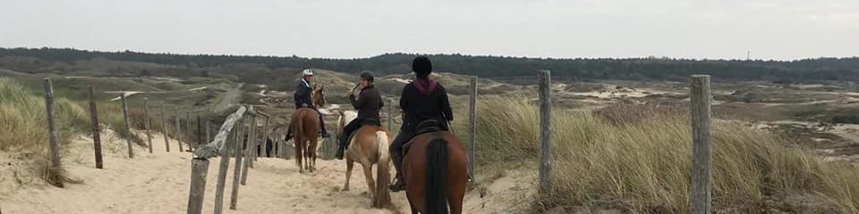 paarden duinen Noordwijk
