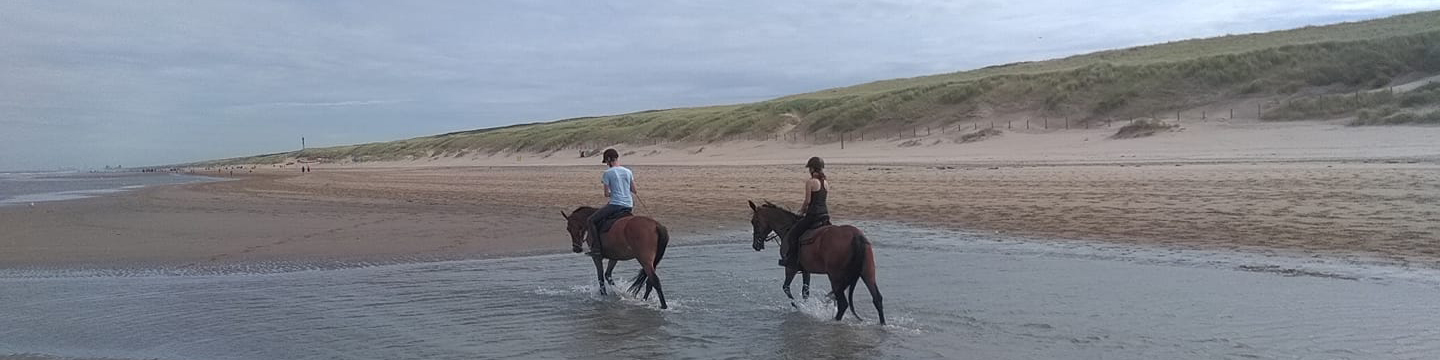 paarden strand noordwijk